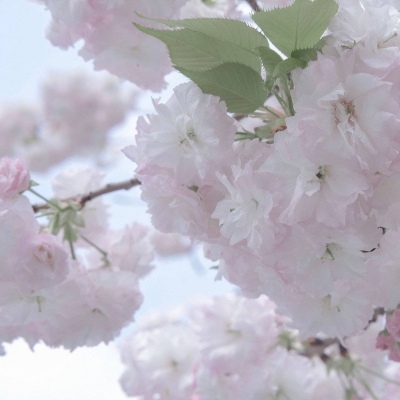 Furry绘画创意灵感福瑞群